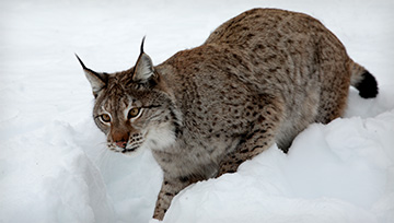 019-Nature-Forest-of-the-Lynx