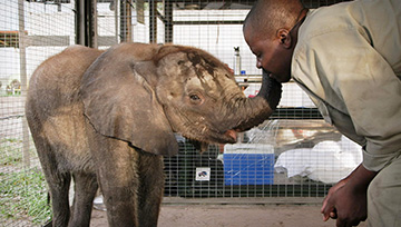 039-Nature-Naledi-One-Little-Elephant